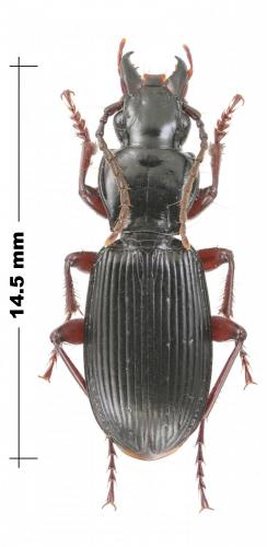 Pterostichus rufipes